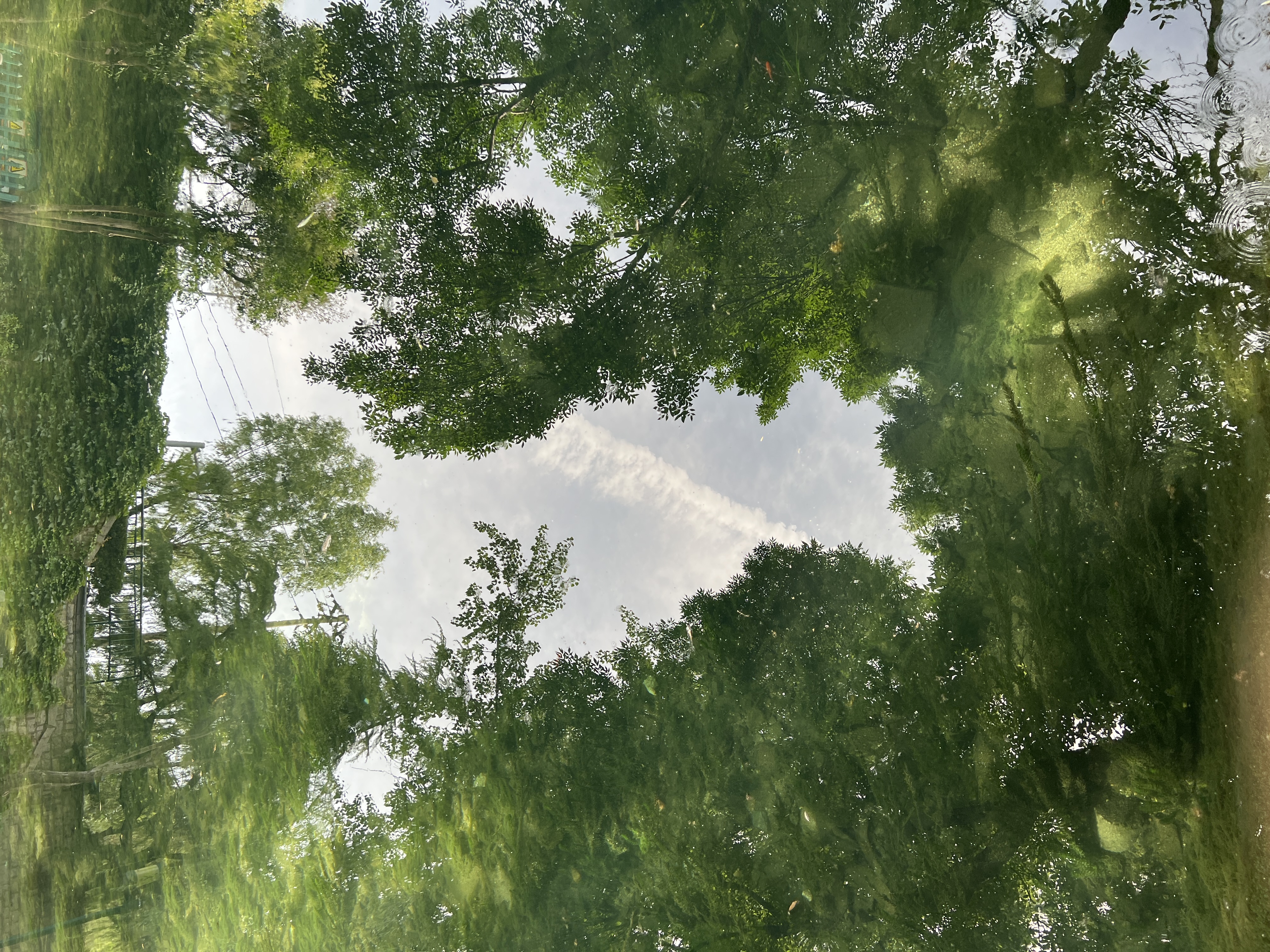 绿树
